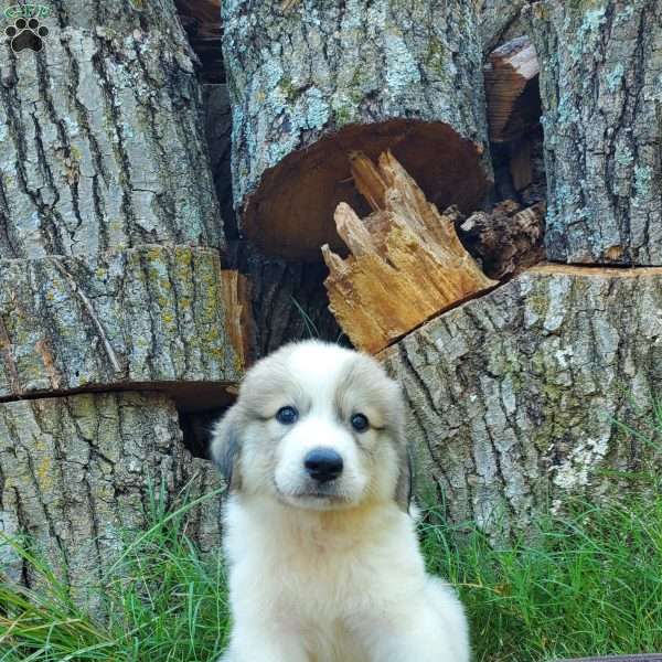 Patches, Great Pyrenees Puppy